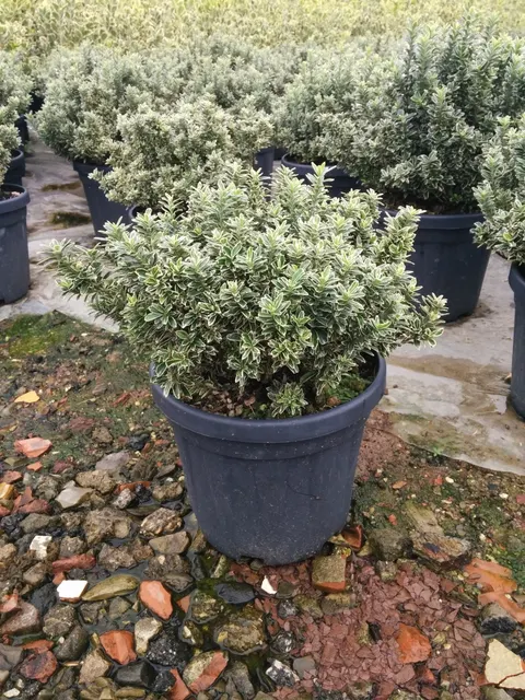 Euonymus pulchellus ‘Argenteovariegatus’ — katalog fotoğrafı