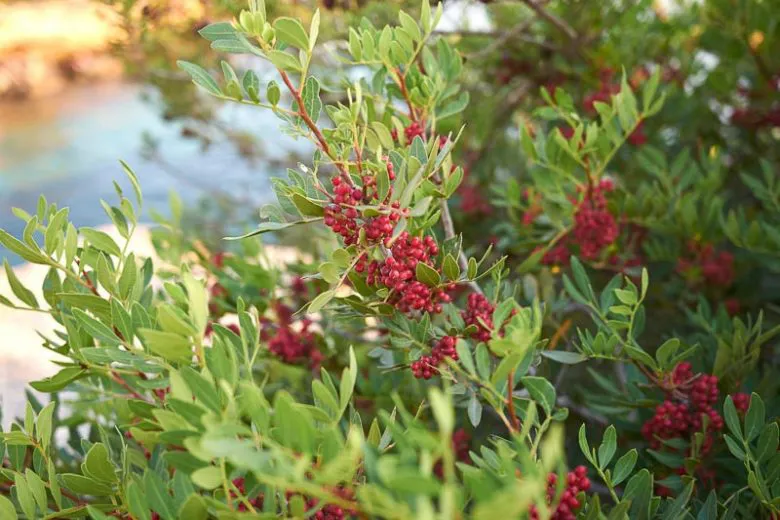 Pistacia lentiscus — katalog fotoğrafı