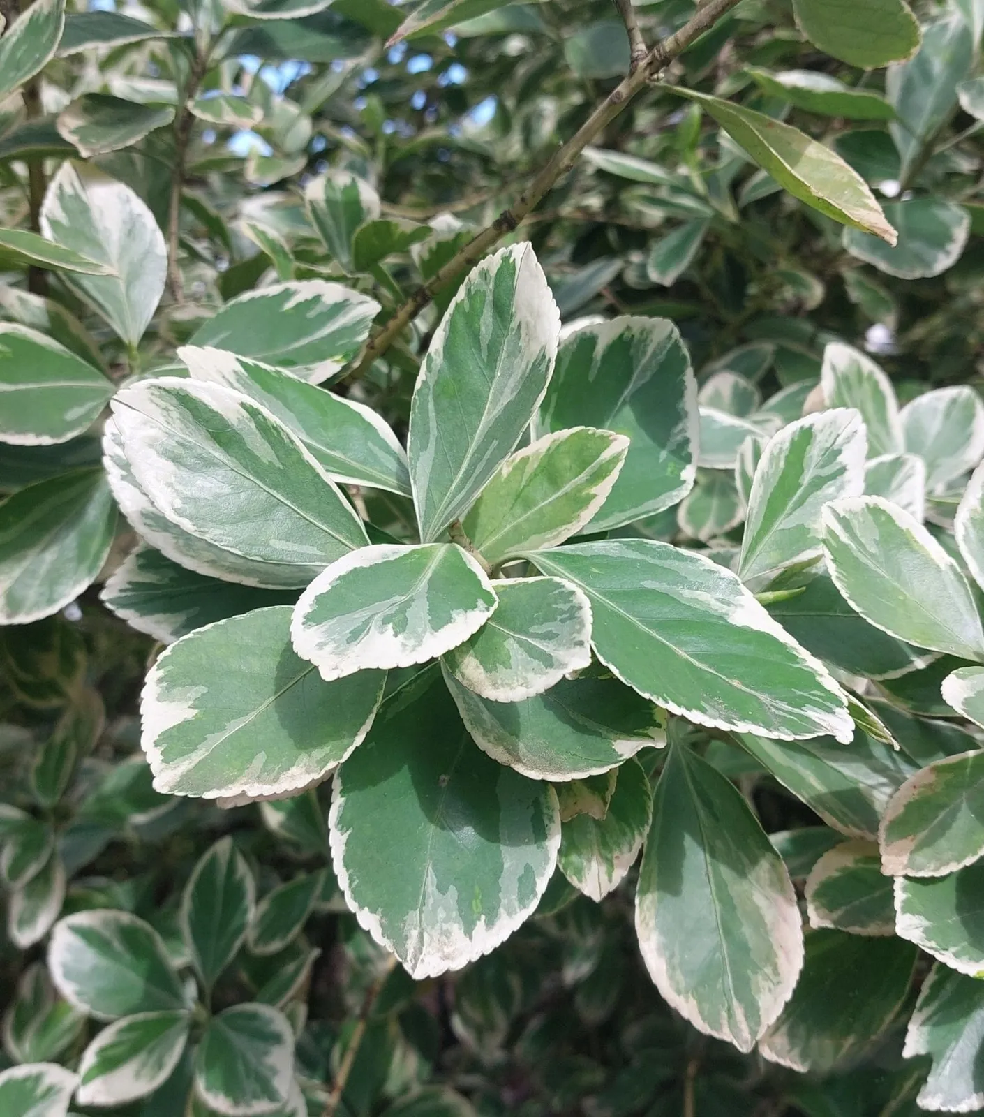Euonymus japonicus ‘Président Gauthier’ — katalog fotoğrafı