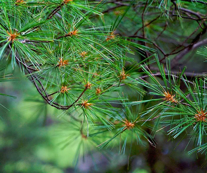 Pinus strobus — katalog fotoğrafı