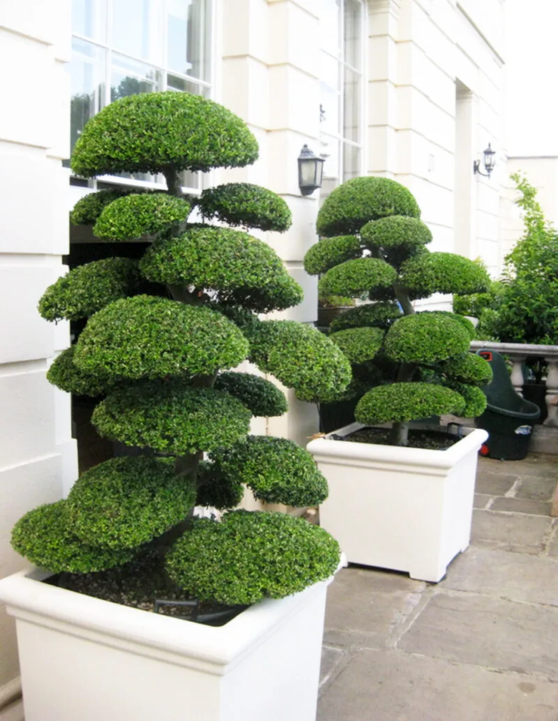 Ilex crenata ‘Kinme’ — katalog fotoğrafı