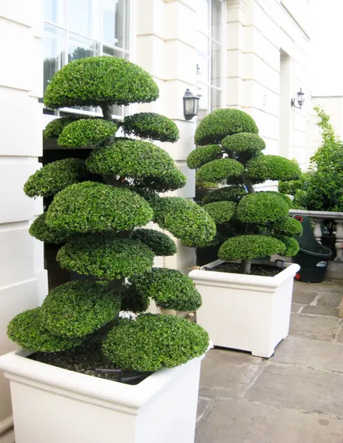 Ilex crenata ‘Kinme’ — katalog fotoğrafı