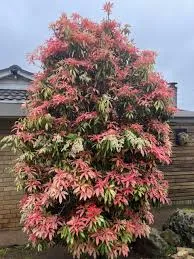 Pieris japonica ‘Forest Flame’ — katalog fotoğrafı