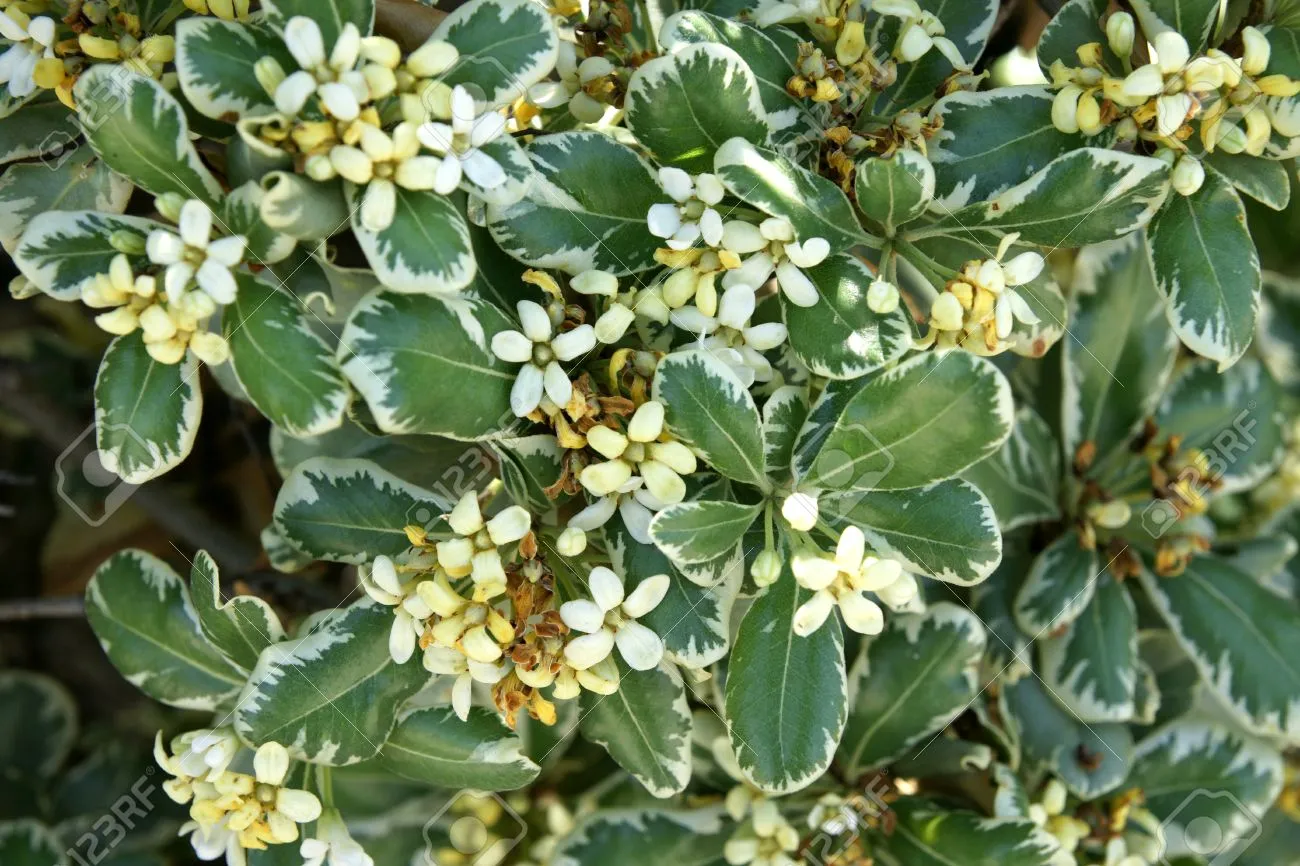 Pittosporum tobira ‘Variegatum’ — katalog fotoğrafı