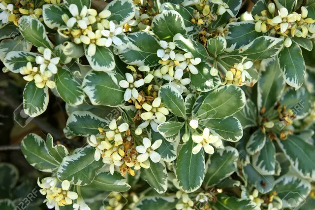 Pittosporum tobira ‘Variegatum’ — katalog fotoğrafı