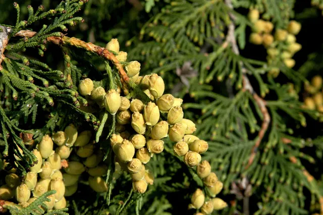 Thuja occidentalis — katalog fotoğrafı