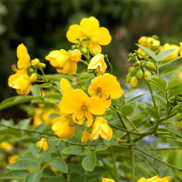 Cassia corymbosa — katalog fotoğrafı