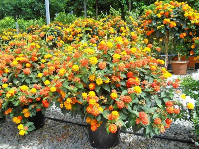 Lantana camara — katalog fotoğrafı
