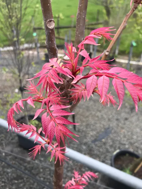 Cedrela sinensis (Toona sinensis) — katalog fotoğrafı