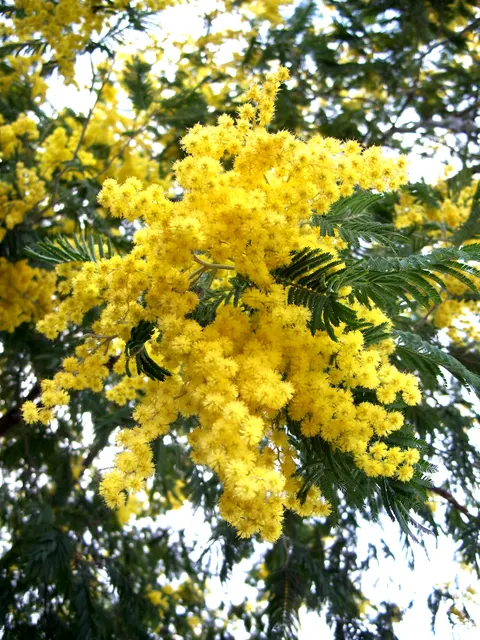 Acacia cyanophylla — katalog fotoğrafı