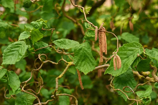 Corylus avellana ‘Contorta’ — katalog fotoğrafı