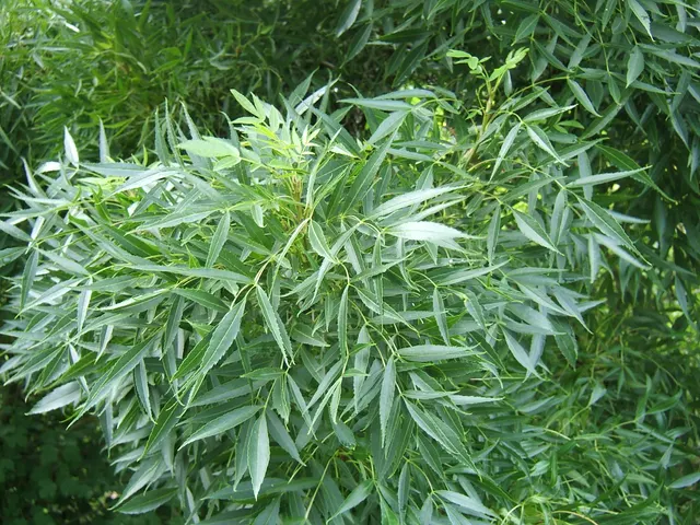 Fraxinus angustifolia — katalog fotoğrafı