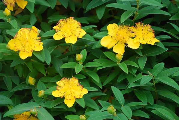 Hypericum calycinum — katalog fotoğrafı