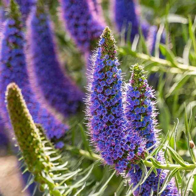Echium fastuosum — katalog fotoğrafı