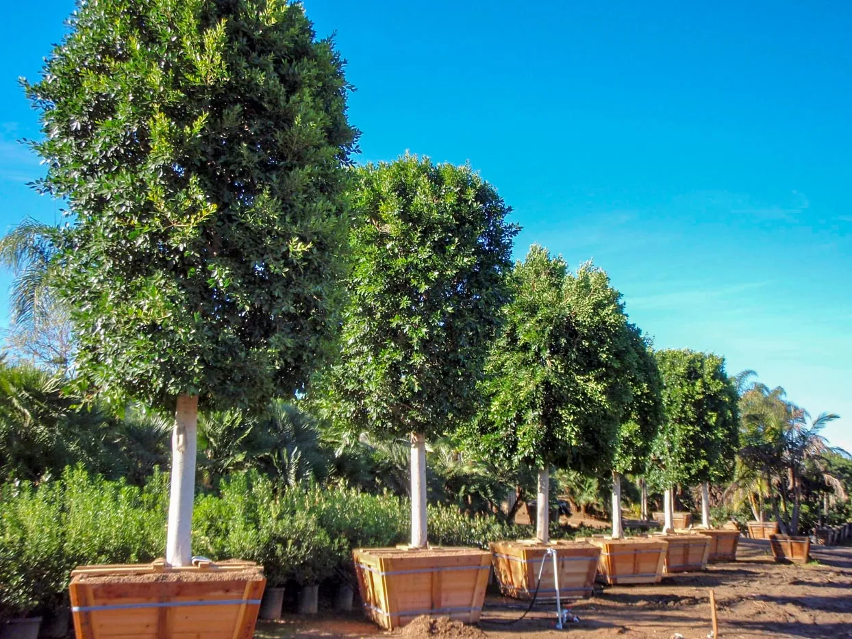 Ficus retusa ‘Nitida’ — katalog fotoğrafı