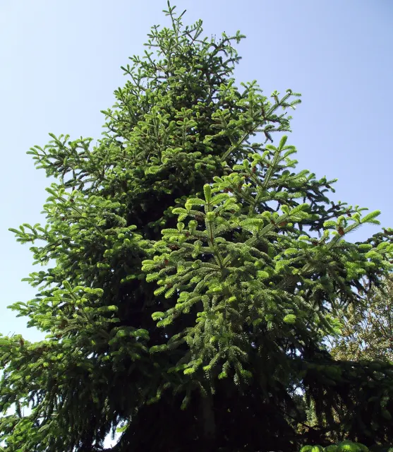 Abies nordmanniana subsp. equi-trojani — katalog fotoğrafı