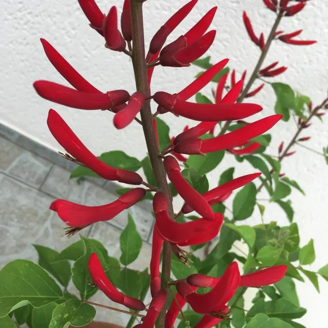 Erythrina × ‘Kylian Julien’ — katalog fotoğrafı