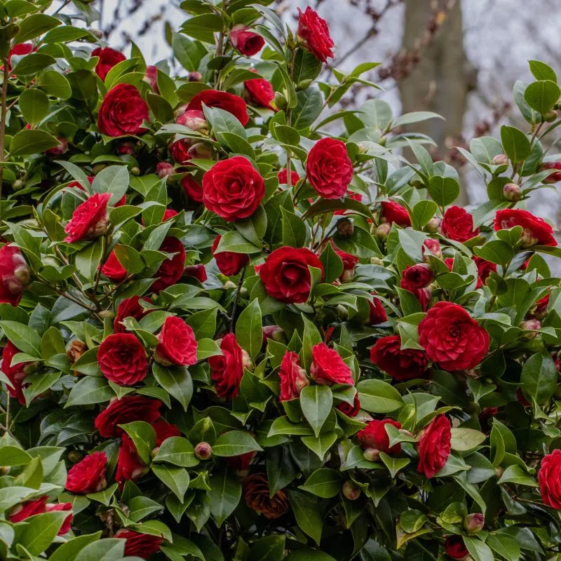 Camellia japonica ‘Black Lace’ — katalog fotoğrafı