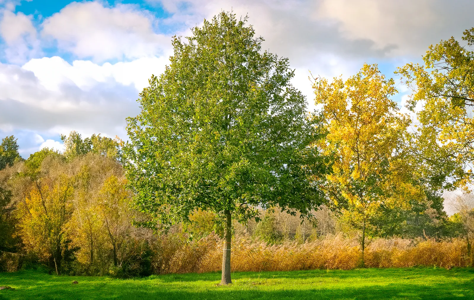 Quercus robur — katalog fotoğrafı