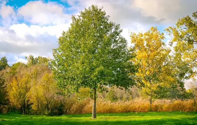Quercus robur — katalog fotoğrafı
