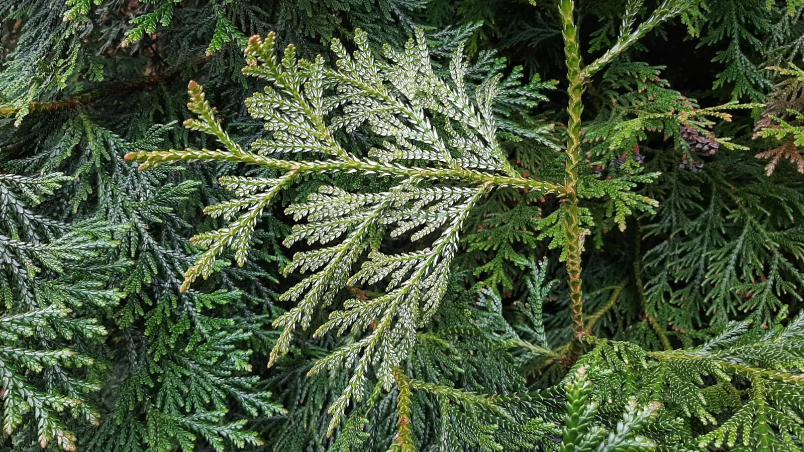 Thujopsis dolabrata — katalog fotoğrafı