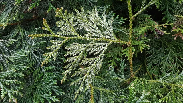 Thujopsis dolabrata — katalog fotoğrafı