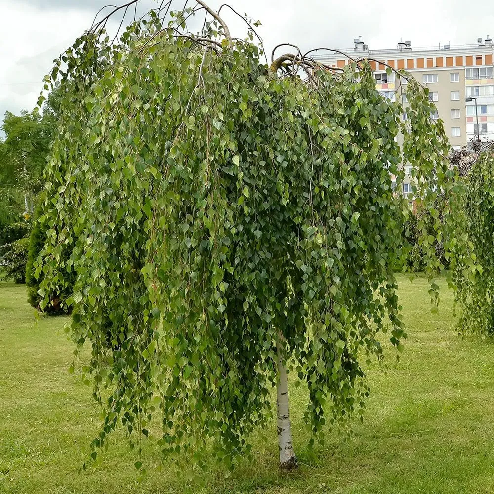 Betula pendula ‘Youngii’ — katalog fotoğrafı
