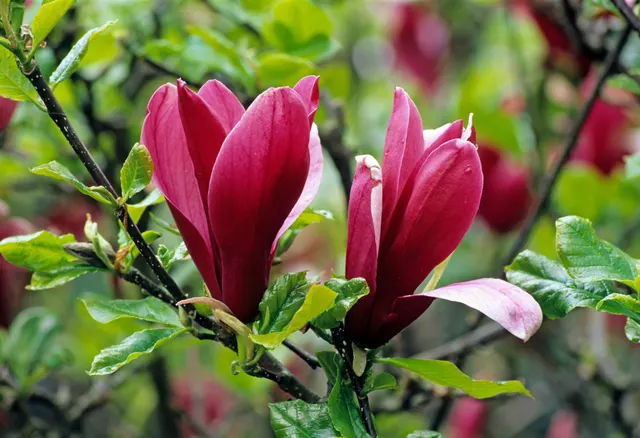 Magnolia liliiflora — katalog fotoğrafı