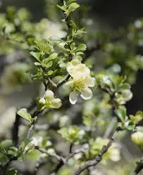 Chaenomeles speciosa ‘Nivalis’ — katalog fotoğrafı