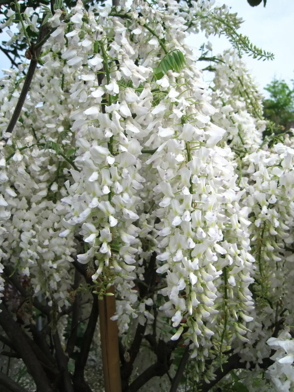 Wisteria floribunda ‘Longissima Alba’ — katalog fotoğrafı
