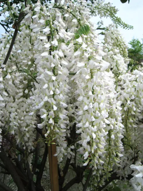 Wisteria floribunda ‘Longissima Alba’ — katalog fotoğrafı
