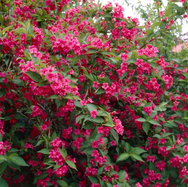 Weigela ‘Bristol Ruby’ — katalog fotoğrafı