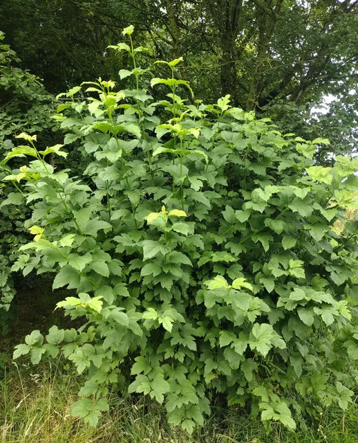Viburnum opulus — katalog fotoğrafı