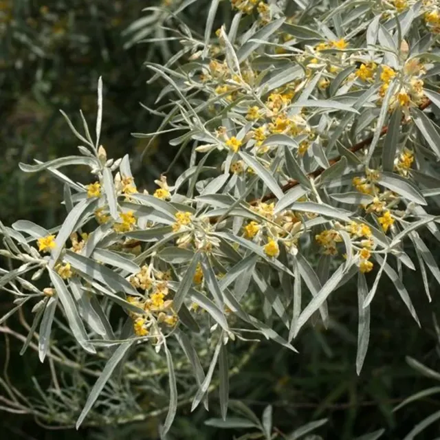 Elaeagnus angustifolia — katalog fotoğrafı