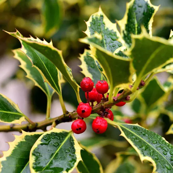 Ilex aquifolium ‘Argenteomarginata’ — katalog fotoğrafı