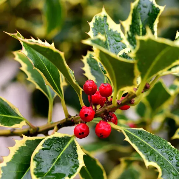 Ilex aquifolium ‘Argenteomarginata’ — katalog fotoğrafı