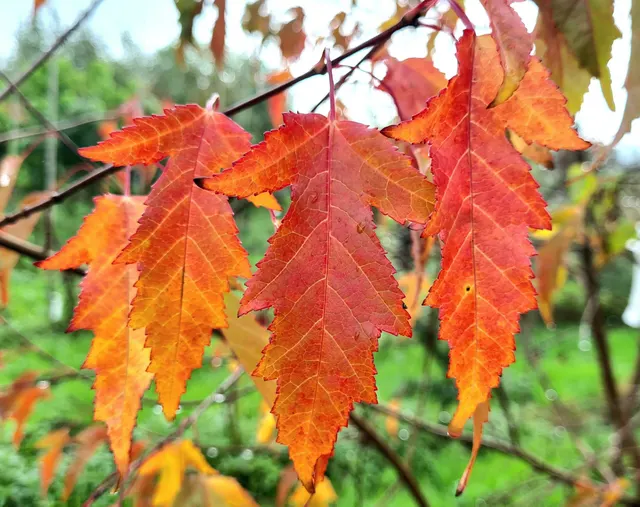 Acer ginnala — katalog fotoğrafı
