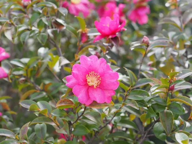 Camellia sasanqua — katalog fotoğrafı