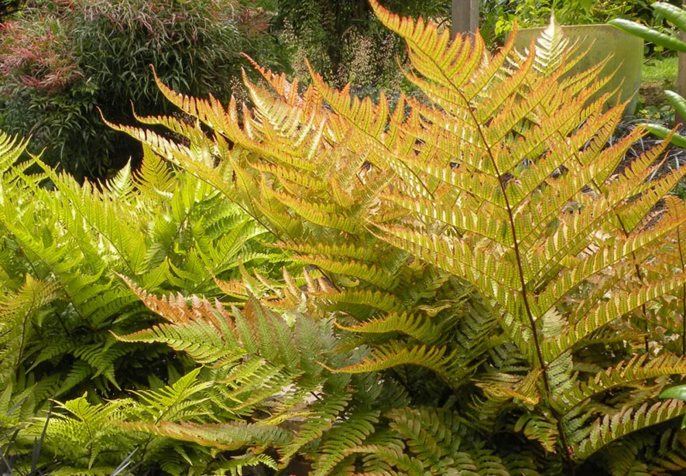 Dryopteris erythrosora — katalog fotoğrafı