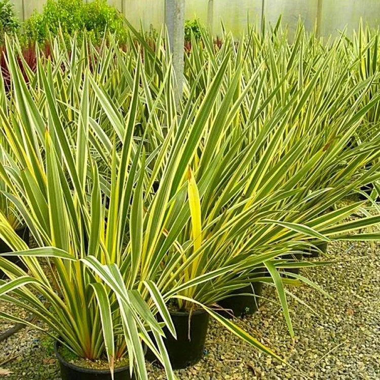 Phormium tenax ‘Variegatum’ — katalog fotoğrafı