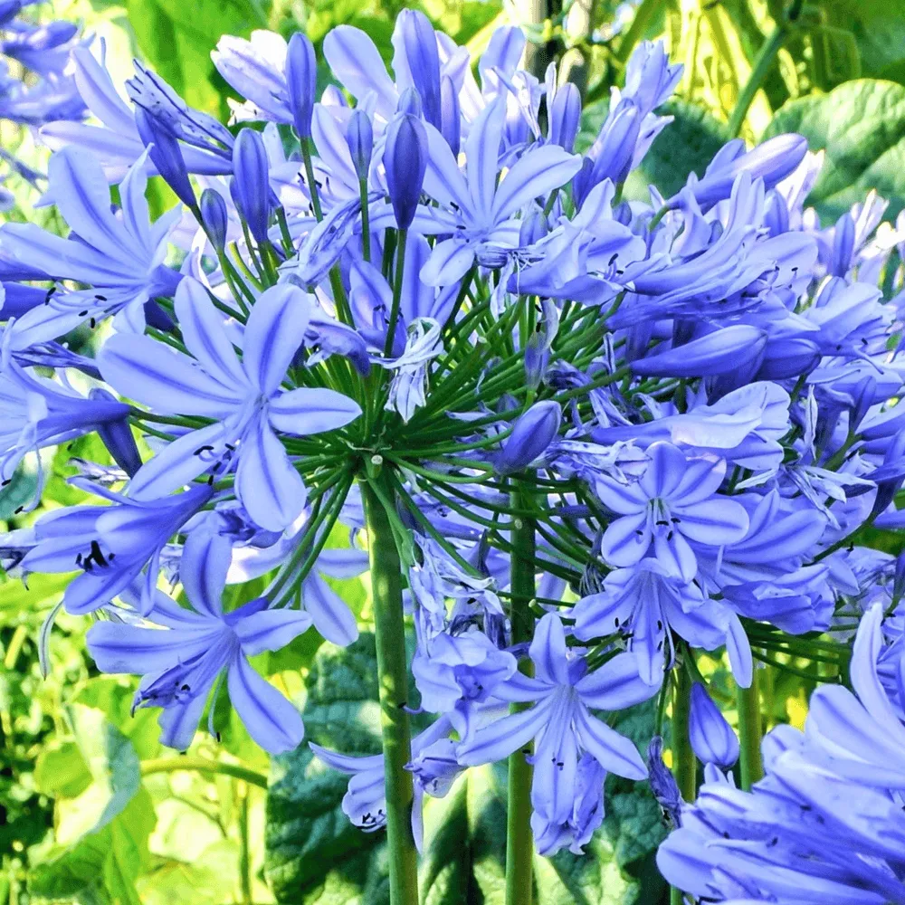 Agapanthus Africanus ’blue’ — katalog fotoğrafı