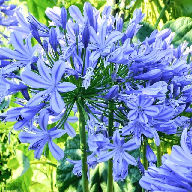 Agapanthus Africanus ’blue’ — katalog fotoğrafı