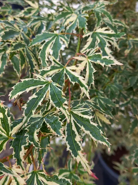 Acer palmatum ‘Butterfly’ — katalog fotoğrafı