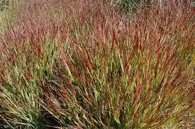 Panicum virgatum ‘Shenandoah’ — katalog fotoğrafı
