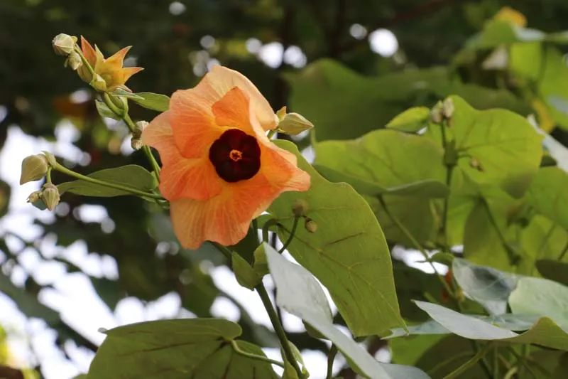 Hibiscus tiliaceus — katalog fotoğrafı