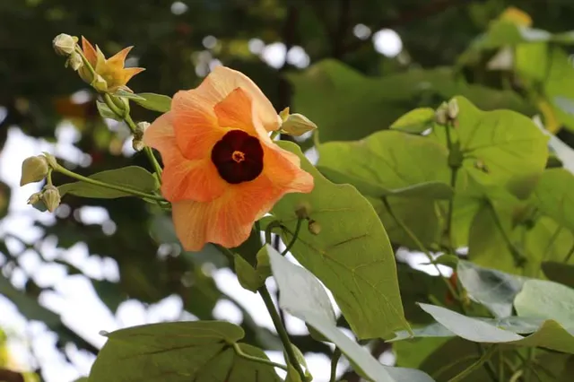 Hibiscus tiliaceus — katalog fotoğrafı