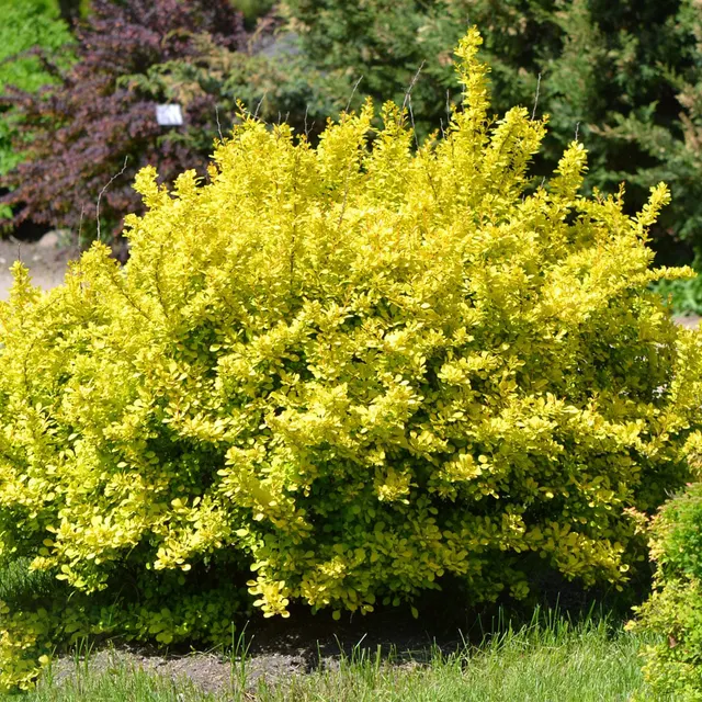 Berberis thunbergii ‘Aurea’ — katalog fotoğrafı