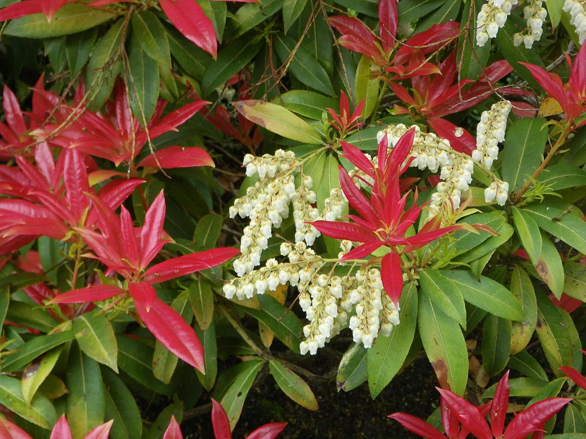 Pieris japonica — katalog fotoğrafı