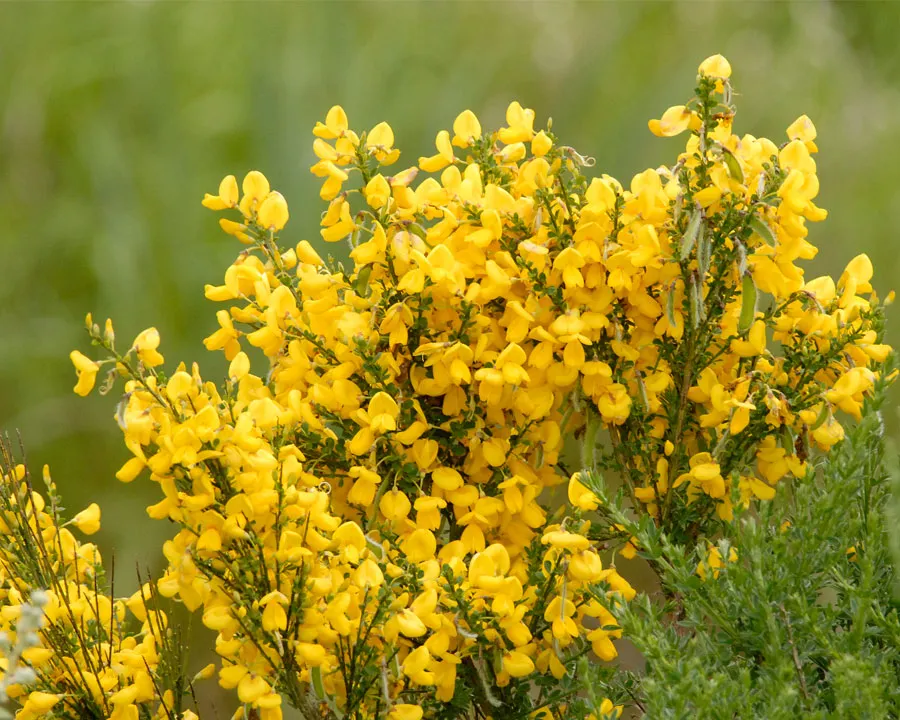 Cytisus scoparius — katalog fotoğrafı