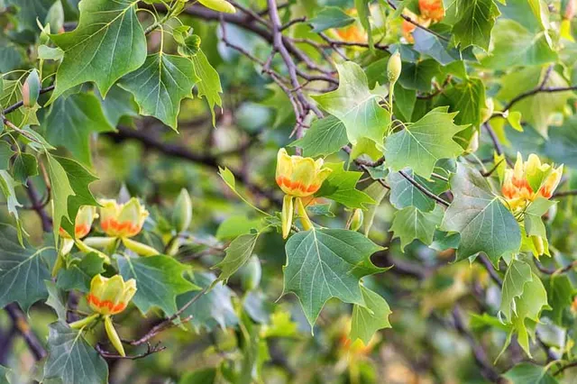 Liriodendron tulipifera — katalog fotoğrafı